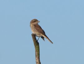 Jonge Grauwe Klauwier