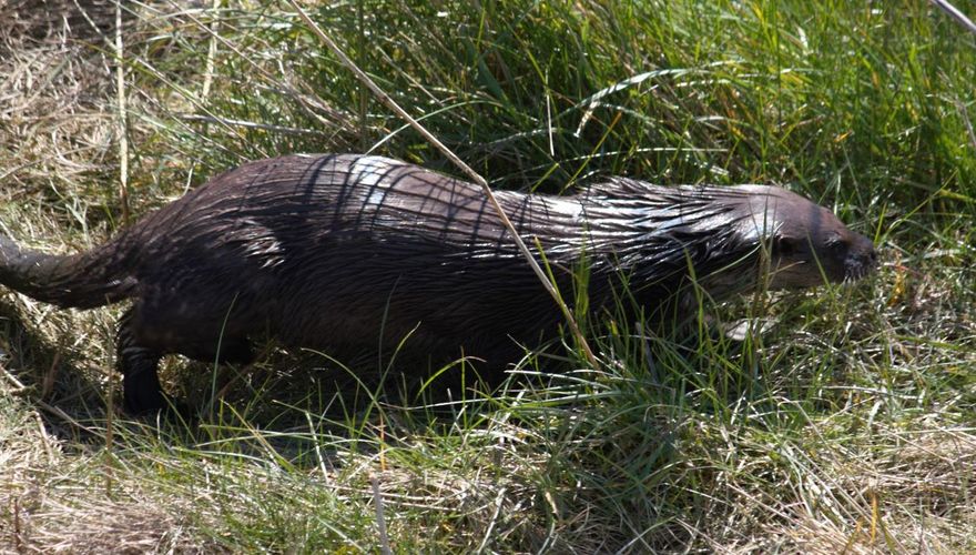 Otter / Jan Fekke Ybema