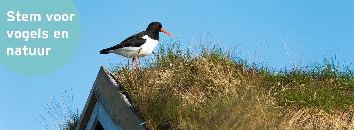 Scholekster / Shutterstock