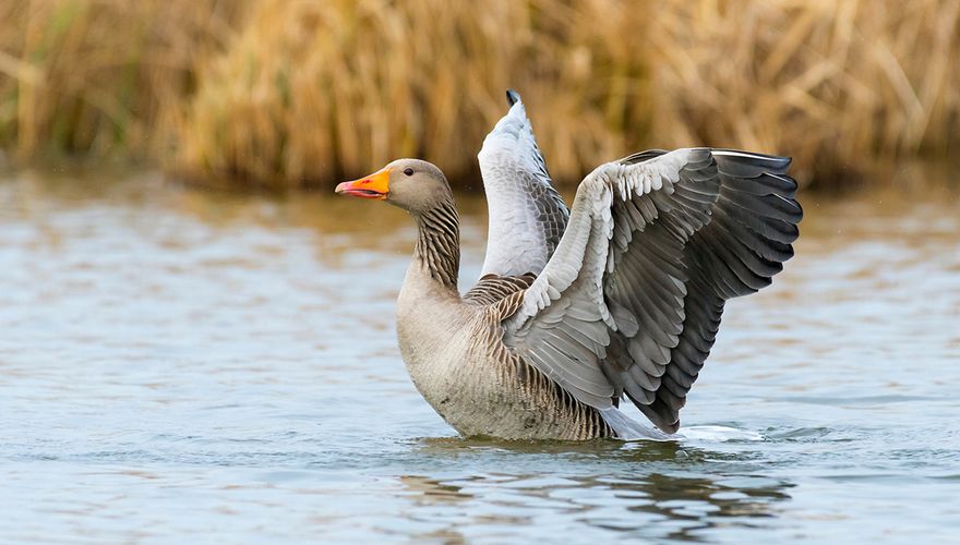 Grauwe gans / Shutterstock