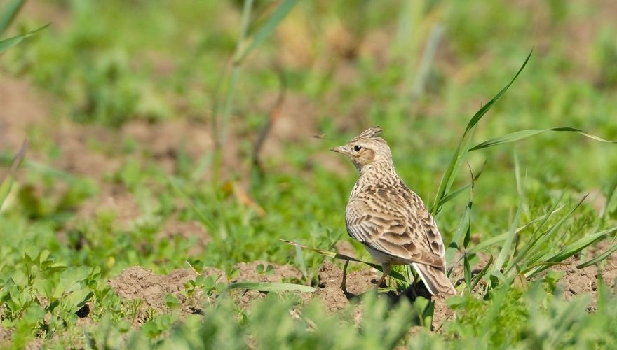 Veldleeuwerik / Jelle de Jong