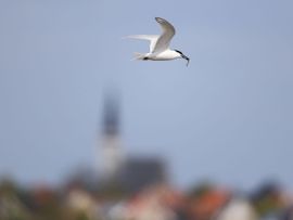 Ode aan de Grote Stern