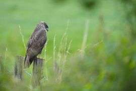 Spiedende buizerd