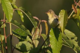 Spotvogel in het vroege ochtendlicht
