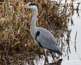 vogels