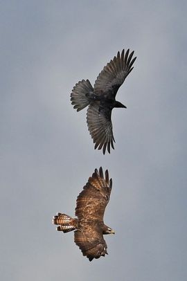 Buizerd en kraai luchtgevecht 