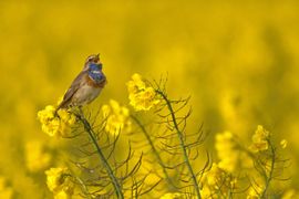 Zingende blauwborst op het koolzaad