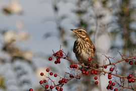 Koperwiek tussen de bessen