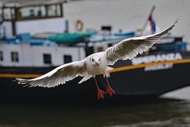 Recht op z'n doel af