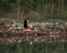 Flamingo broedend bij zwillbrocken
