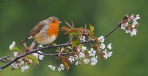 Roodborst op zoete kers / Shutterstock