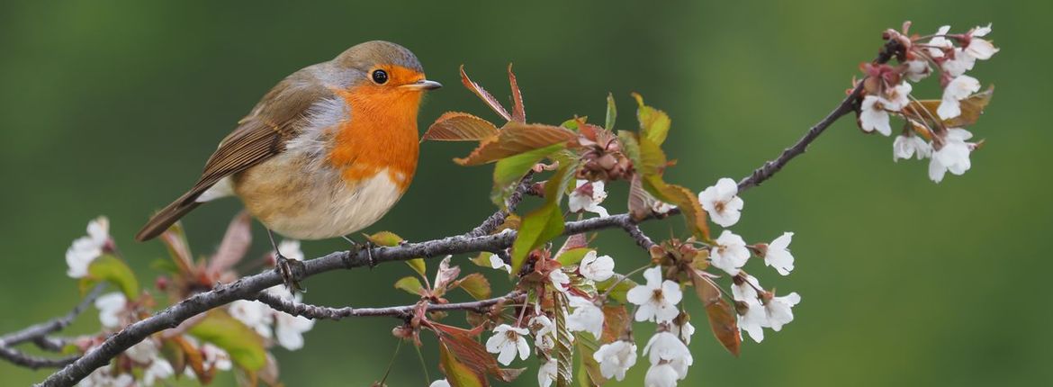 Roodborst op zoete kers / Shutterstock