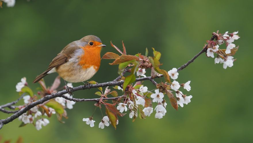 Roodborst op zoete kers / Shutterstock