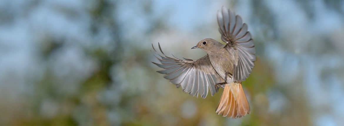 Zwarte roodstaart / Shutterstock