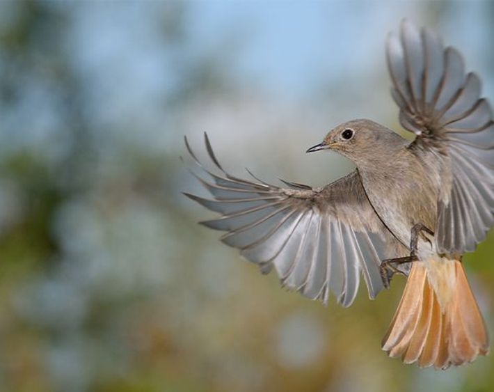 Zwarte roodstaart / Shutterstock