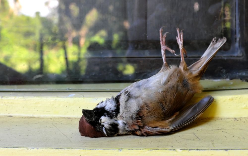 vogels zich doodvliegen | Vogelbescherming