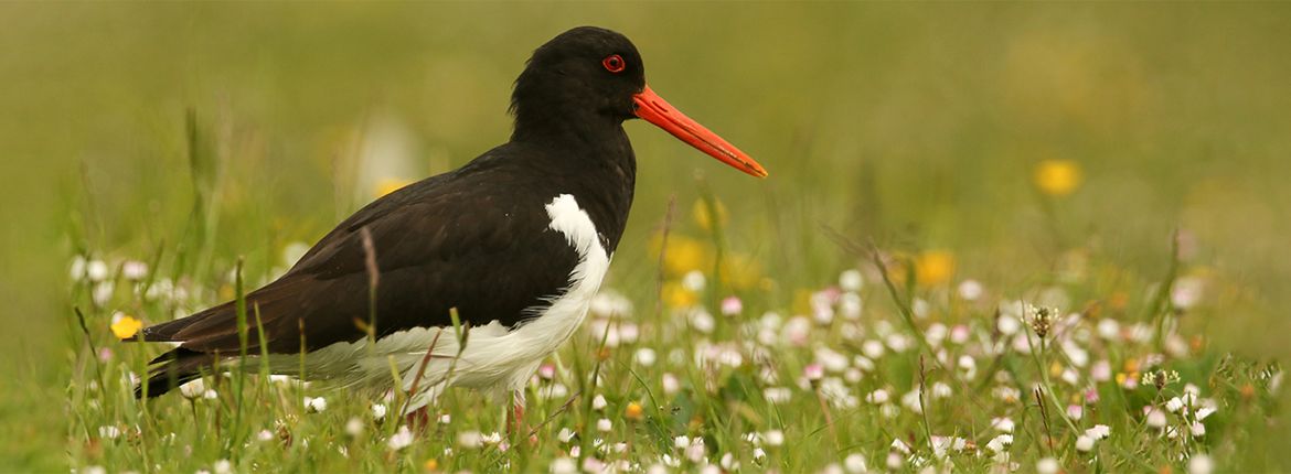 Scholekster / Shutterstock