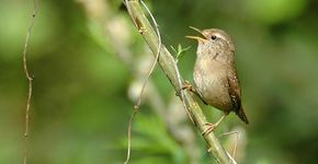 Winterkoning / Ruud van Beusekom
