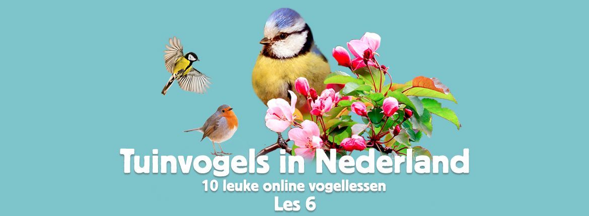 Header Tuinvogels in Nederland