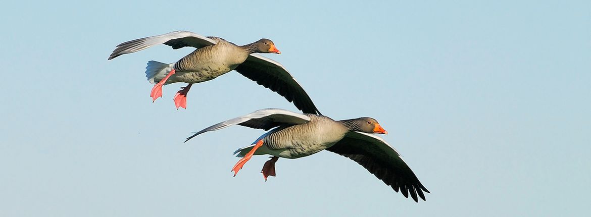 Grauwe gans / Jelle de Jong