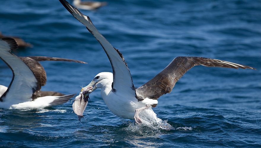 Uitstroom poeder Kiezelsteen BirdLife boekt succes voor de albatros | Vogelbescherming