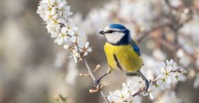 Pimpelmees / shutterstock