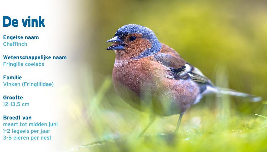 vink paspoort tuinvogelcursus