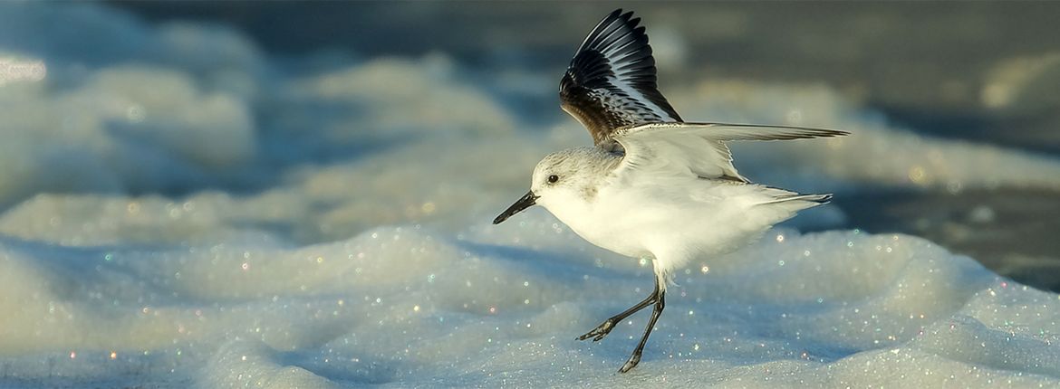 Drieteenstrandloper / Harry Jamont - Fotogalerij