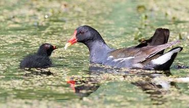 Waterhoen / Shutterstock