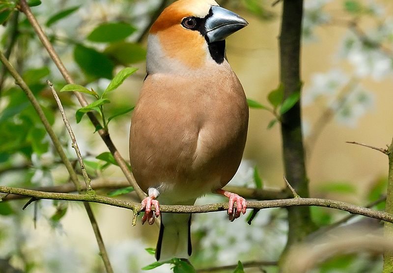 Appelvink / Jelle de Jong