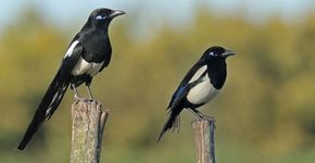 Mahgrebekster / Ruwan Aluvihare