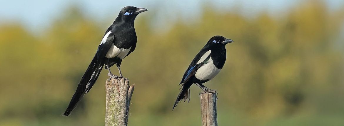 Mahgrebekster / Ruwan Aluvihare