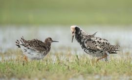 kemphaan probeert vrouw te verleiden