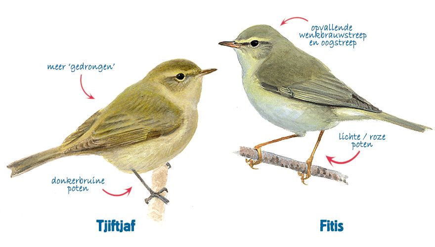 Infographic fitis en tjiftjaf