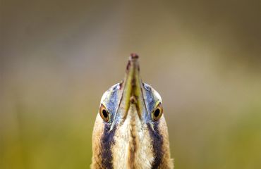 Roerdomp / Shutterstock