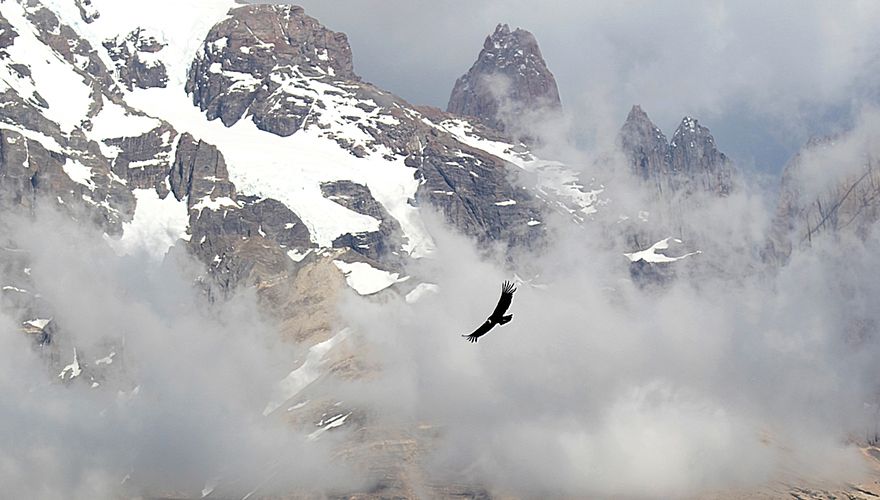 Andes condor met besneeuwde Andes toppen / Daniel Lopez Velasco - Agami