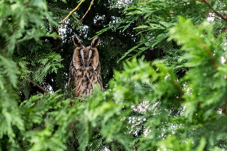 Een klont ransuilen in de tuin! Vogelbescherming