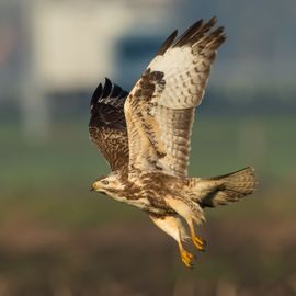 Buizerd heeft er zin in