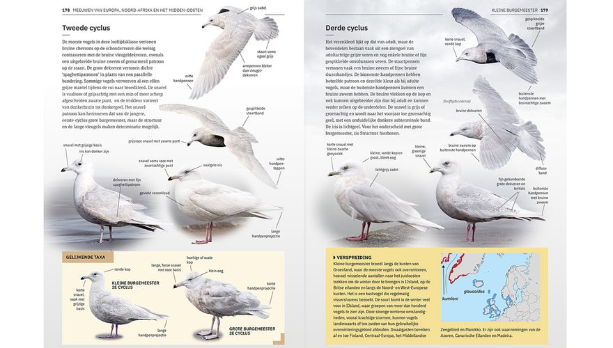 Spread boek Meeuwen