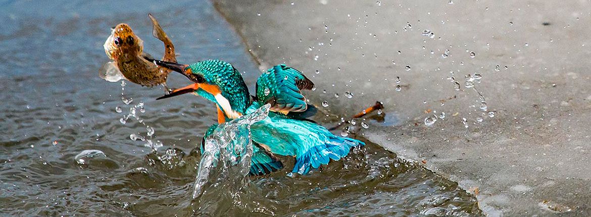 IJsvogel / Ruud Bot - Fotogalerij