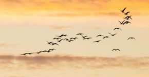 Kraanvogels / Hans Peeters
