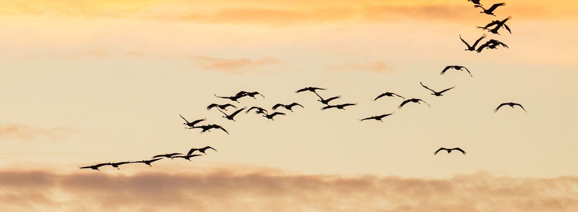 Kraanvogels / Hans Peeters