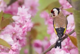 Putter verzamelt materiaal voor haar nest