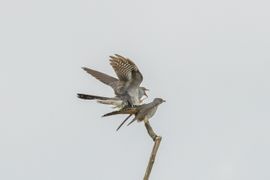 Op heterdaad betrapt