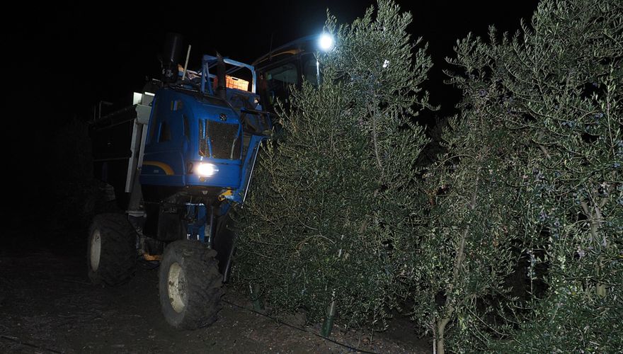 Olijfoogst in de nacht