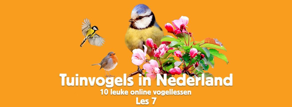 Header Tuinvogels in Nederland