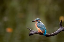 Nog een visje voor de kids