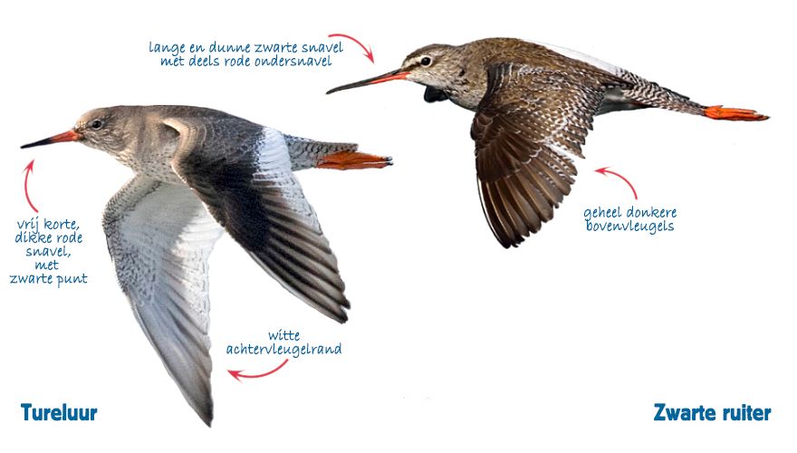 Infographic tureluur en zwarte ruiter
