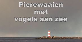 Videostill Pierewaaien met vogels aan zee