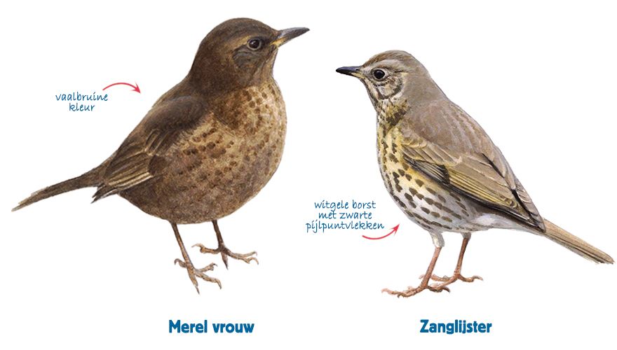 Infographic merel - zanglijster